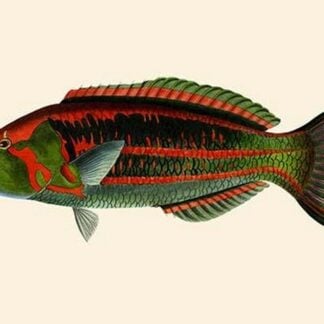 Lena-Girawah Squirrel-Parrot by John Whitchurch Bennett