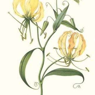 Leopold Lilly by Louis Benoit Van Houtte