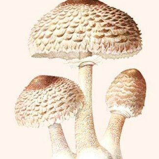 Lepiota Poisonous Mushrooms By L. Dufour