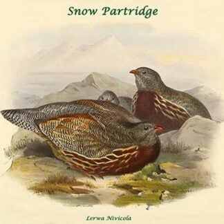 Lerwa Nivicola - Snow Partridge by John Gould