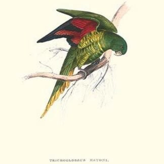 Lesser Maton's Parakeet -Trichoglossus Haematodus by Edward Lear