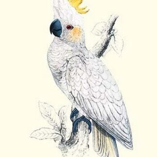 Lesser Sulpher-Crested Cockatoo - Cacatua Sulphurea by Edward Lear