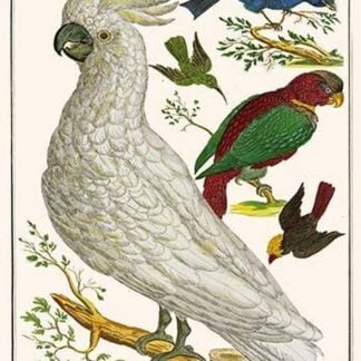 Lesser Sulphur-Crested Cockatoo