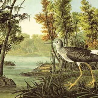 Lesser Yellow Legs by John James Audubon