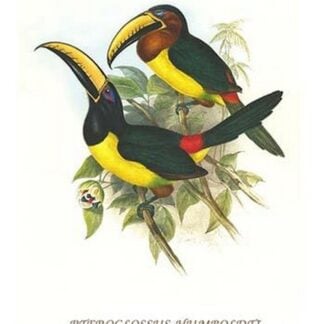 Lettered Aracari by John Gould