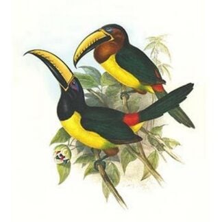 Lettered Aracari by John Gould