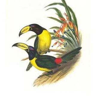 Lettered Aracari by John Gould