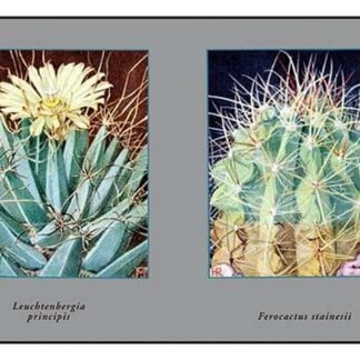 Leuchtenbergia Principis