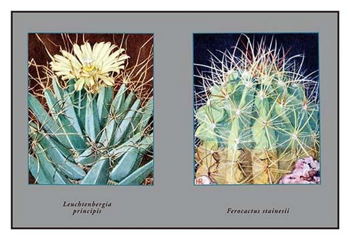 Leuchtenbergia Principis