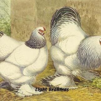 Light Brahmas by Lewis Wright