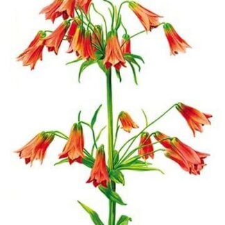 Lilium Grayi by H.G. Moon