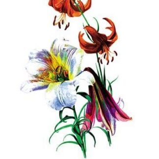 Lilium Myhiophyllum: L. Sutchuenense by H.G. Moon