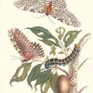 Limbo Tree with Owlet Moth by Maria Sibylla Merian