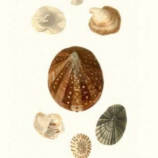 Limpetshell By John Mawe