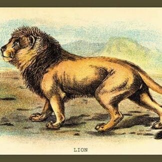 Lion by Sir William Jardine