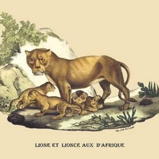 Lion et Lionne d'Afrique by E. F. Noel