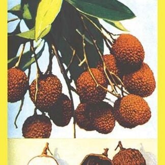 Litchi