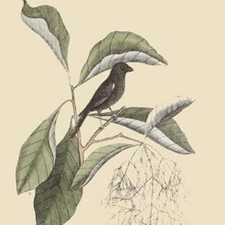 Little Black Bullfinch by Mark Catesby
