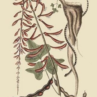 Little Brown Bead Snake by Mark Catesby