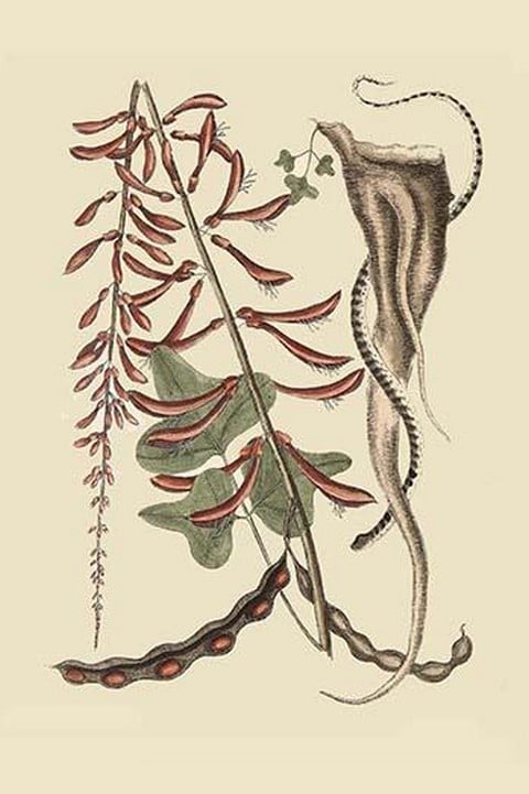 Little Brown Bead Snake by Mark Catesby