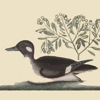 Little Brown Duck by Mark Catesby