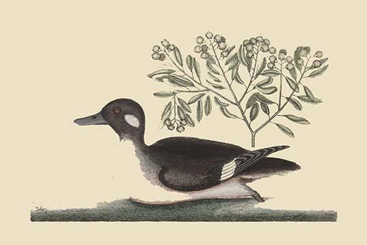 Little Brown Duck by Mark Catesby