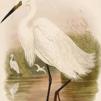 Little Egret by John Gould