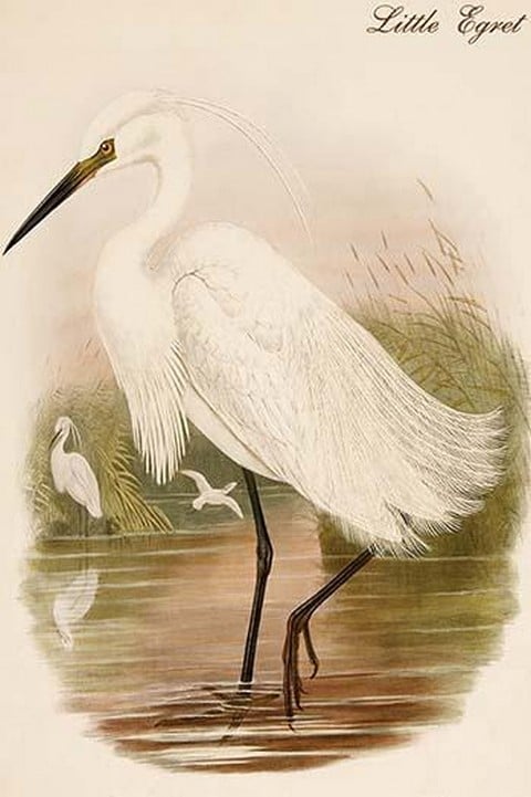 Little Egret by John Gould