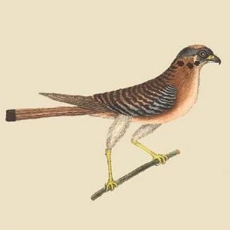 Little Hawk by Mark Catesby