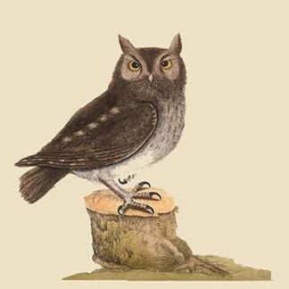 Little Owl by Mark Catesby