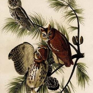 Little Screech Owl by John James Audubon