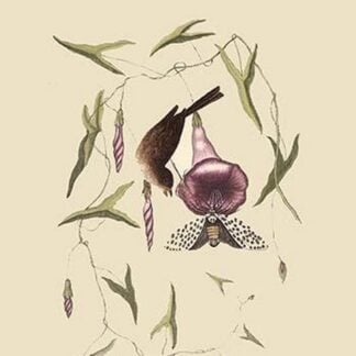 Little Sparrow by Mark Catesby