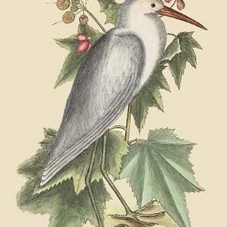 Little White Heron by Mark Catesby