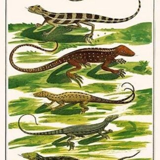 Lizards