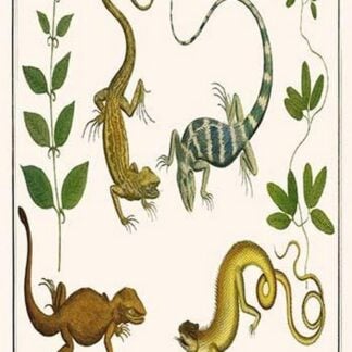 Lizards & Plants by Albertus Seba