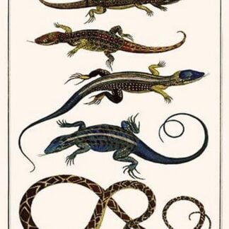 Lizards & Snakes by Albertus Seba