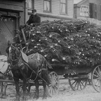 Load of Christmas Trees on Wagon