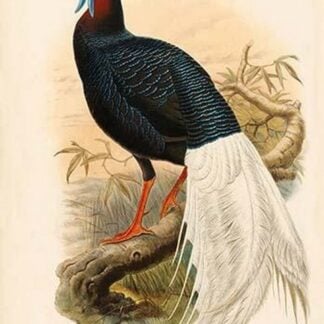 Lobiophasis Bulweri - Bulwer's Pheasant by John Gould