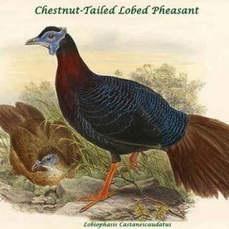 Lobiophasis Castaneicaudatus - Chestnut-Tailed Lobed Pheasant by John Gould