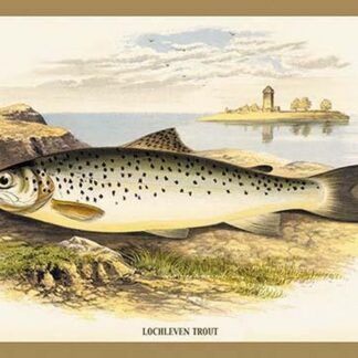 Lochleven Trout by A.F. Lydon