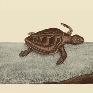 Loggerhead Turtle by Mark Catesby