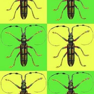 Long Antennae Beetles by Sara Pierce