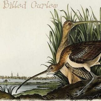Long Billed Curlew by John James Audubon