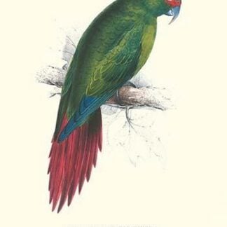 Long Billed Parakeet Macaw Enicogaathus Leptorhynchus Araucaria by Edward Lear