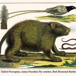 Long Tailed Porcupine