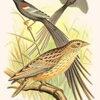 Long Tailed Whyah by Frederick William Frohawk