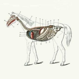 Longitudinal Section of a Horse by Samuel Sidney
