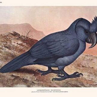 Lophopsittacus Mauritanus by Lionel Walter Rothschild