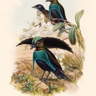 Lophorhina Superba - Superb Bird of Paradise by John Gould