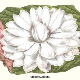 Lotus Flower - Water Lily by Louis Benoit Van Houtte #2